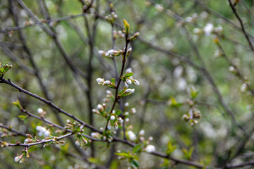 Apple trees and cherries bloom, plums, pears and flowers bloom. 