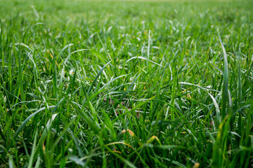 green grass in the morning