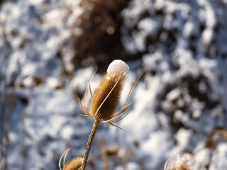 Snow on tip of spiky weed 