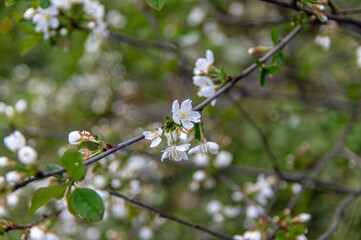 Apple trees and cherries bloom, plums, pears and flowers bloom. 