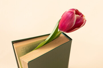 Red tulip in a green old book on a pastel background