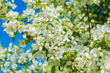 blooming apple tree