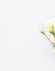 Close-up rose of tender color on white background. Empty space for text. Gentle spring card without text. Minimalist and universal postcard