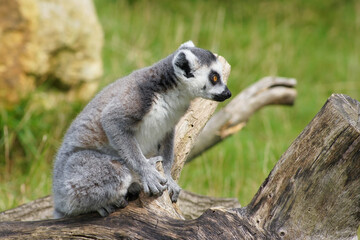 Naklejka na ściany i meble A ring-tailed lemur sitting on a tree trunk