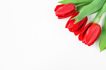 Bouquet of red tulips on a white background. Copy space. Greeting card with flowers.