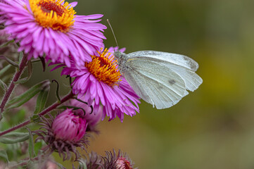 A butterfly on a purple graceful flower.  