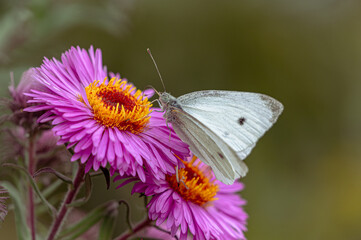 A butterfly on a purple graceful flower.  