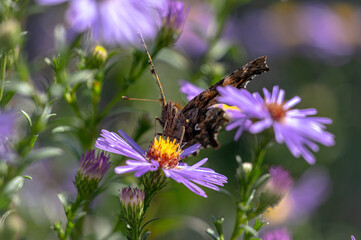 A butterfly on a purple graceful flower.  