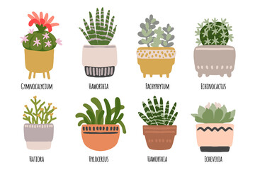 Cacti and succulents. Indoor plants and flowers in pots. Landscaping at home. Decor for the apartment and garden.