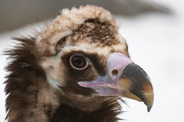 Portrait of an alert griffin sitting on the ground. Natural close-up of a bird of prey. Vulture.