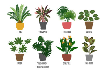 Houseplants. Tropical plants in pots. Exotic flowers. Cycas, Stromanthe, Livistona, Marania, Fatsia, Phliodendron Bipinnatifidum, Strelizia, Fisus Belize