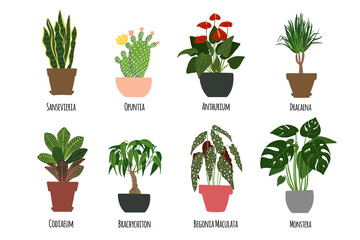 Houseplants. Tropical plants in pots. Exotic flowers. Sansevieria, Opuntia, Anthurium, Dracaena, Codiaeum, Brachychiton, Begonia Maculata, Monstera