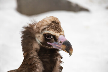 Portrait of an alert griffin sitting on the ground. Natural close-up of a bird of prey. Vulture.