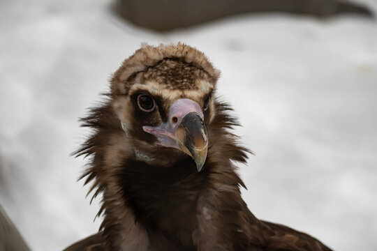 Portrait of an alert griffin sitting on the ground. Natural close-up of a bird of prey. Vulture.