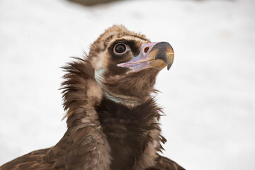 Portrait of an alert griffin sitting on the ground. Natural close-up of a bird of prey. Vulture.