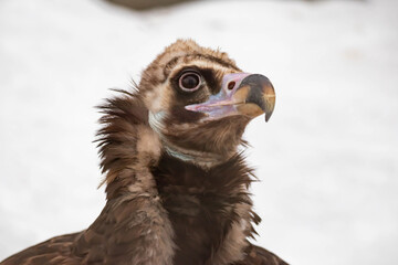 Portrait of an alert griffin sitting on the ground. Natural close-up of a bird of prey. Vulture.
