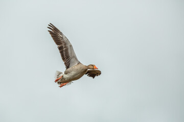 Close up of Greylag Goose, Anser anser, flying from left to right against neutral light background and left wing half hidden behind body