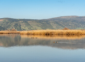 Agmon Hahula Nature Reserve- Hula Lake reflection in the Galilee , Israel