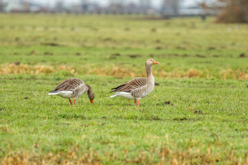 Obraz na płótnie Canvas Close up of male and female Greylag Geese, Anser anser, walking and looking for food in a green pasture