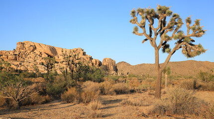 Joshua Tree National Park in California, USA
