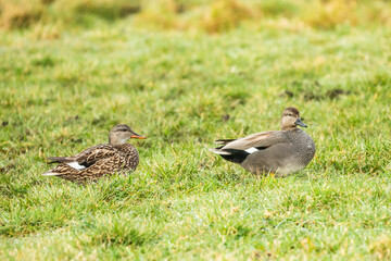 Close up of a couple male and female Gadwall, Mareca strepera, in green grassland against blurred background