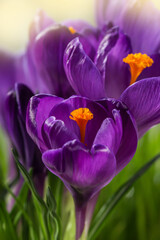 Selectiv focus. Spring crocus. Purple color in nature