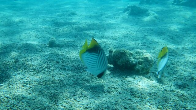 Slow motion, Pair of Butterflyfish slowly swims over seabed. Cross Stripe Butterfly or Threadfin Butterflyfish (Chaetodon auriga)