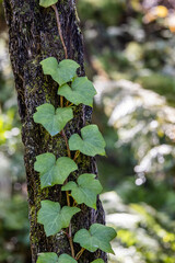 Azores vegetation, green forest details at Caldeira Velha.