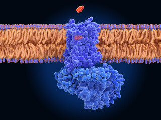 The dopamine receptor D1 coupled to a G-protein