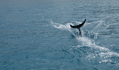 Fototapeta premium Saut de dauphin