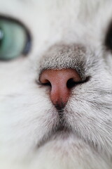 close up of a cat