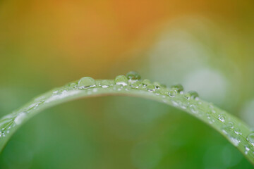 Raindrops on a Grass Blade 