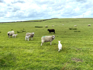 Sheep, grazing in a large pasture, with a dry stone wall, and a cloudy sky near, Haworth, Keighley, UK