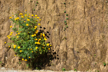 Marigold with textured mud wall