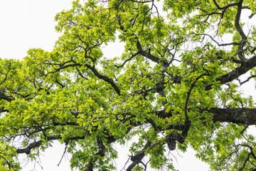 Tree branches and leaves of oak tree