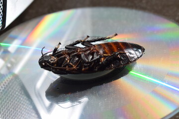 Dead Madagascar hissing cockroach on a cd-rom