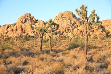 Joshua Tree National Park in California, USA