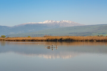 Agmon Hahula Nature Reserve with Mount Hermon - Hula Lake reflection in the Galilee , Israel