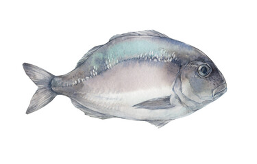 Dorado Fish. Watercolor illustration on white background.