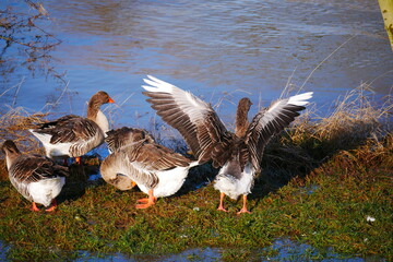 a goose spreads its wings while several other gray geese clean their plumage on the lawn in the flood