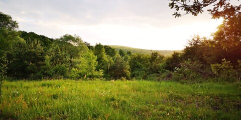 sunset in the forest