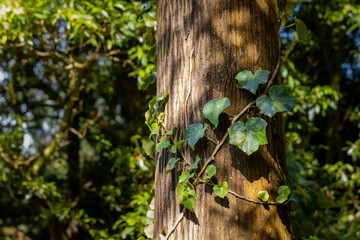 Fototapeta premium Azores vegetation, green forest details at Caldeira Velha.