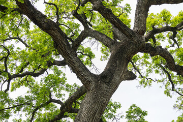 Tree branches and leaves of oak tree