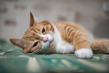 Naklejka premium An old ginger house cat is resting on the couch in the apartment.