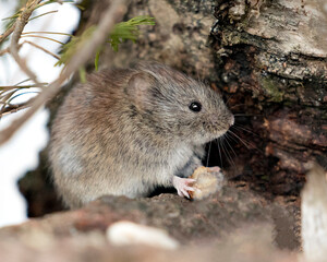 Naklejka na ściany i meble Mouse Stock Photos. Close-up profile side view in the forest eating in its environment and habitat with a blur background.