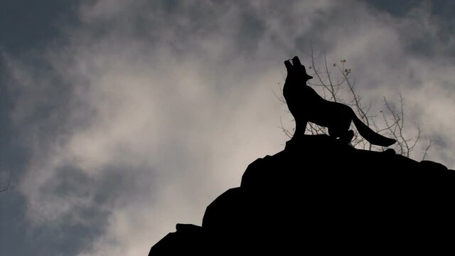 Howling wolf on rocks