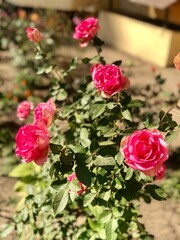 pink roses in a garden
