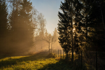 Sunbeams pour through trees in early morning. Light shining in foggy morning forest. Selective focus.