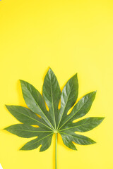 Fototapeta na wymiar A beautiful textured green leaf of a tropical plant that resembles a marijuana leaf on a bright yellow background. Top view. Flat lay minimal concept.