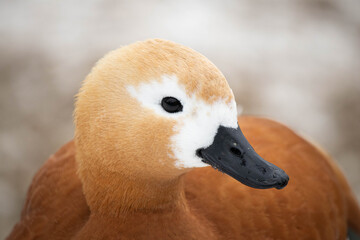 Ducks on the pond in the park. Duck head close up. Bird portrait.